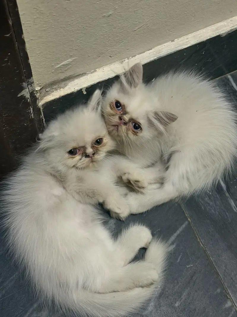 Semi pikki face kitten — photo 3