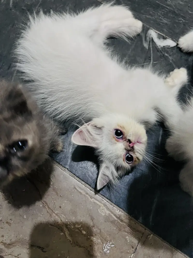 Semi pikki face kitten — photo 4