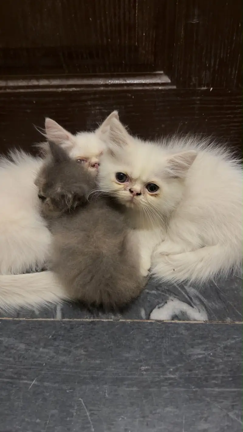Semi pikki face kitten — photo 5
