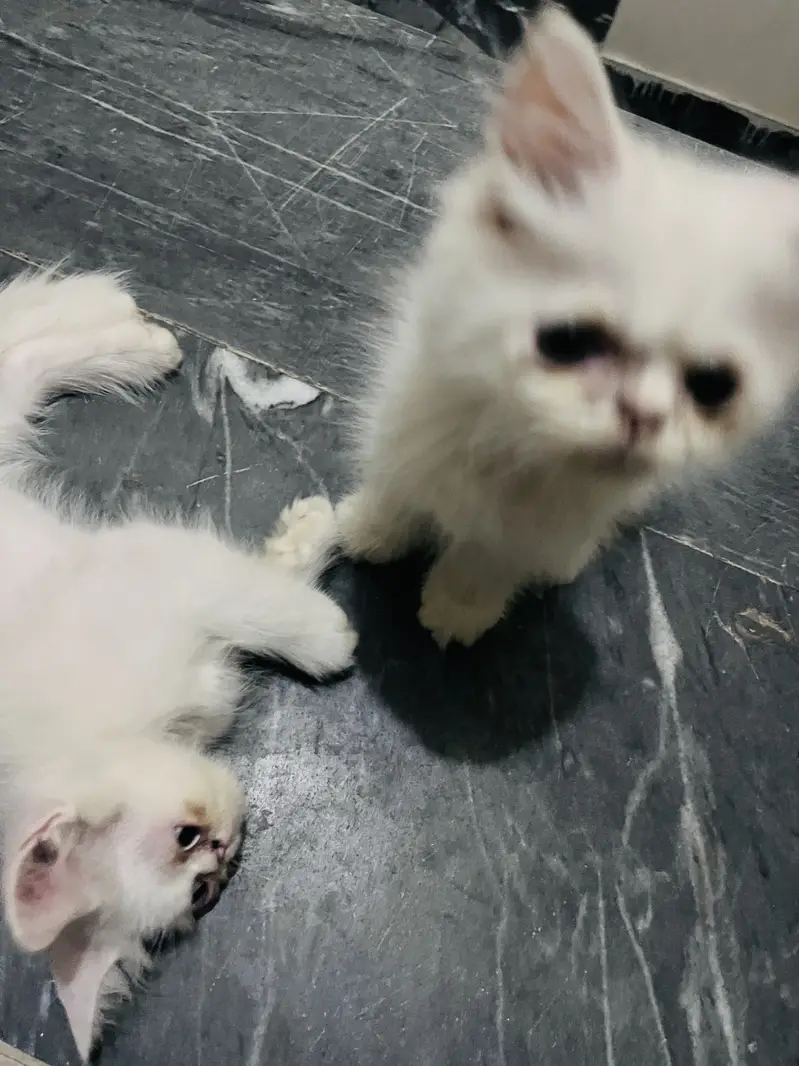 Semi pikki face kitten — photo 6