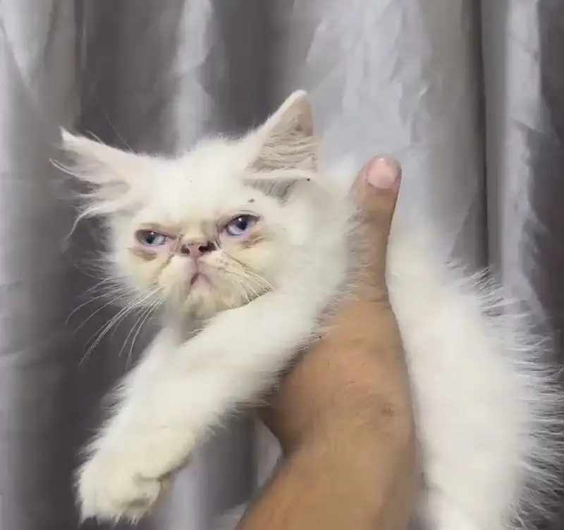 Semi pikki face kitten — photo 7