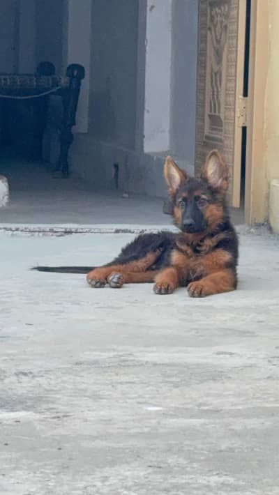 German shepherd puppy black and tan non Pedigree