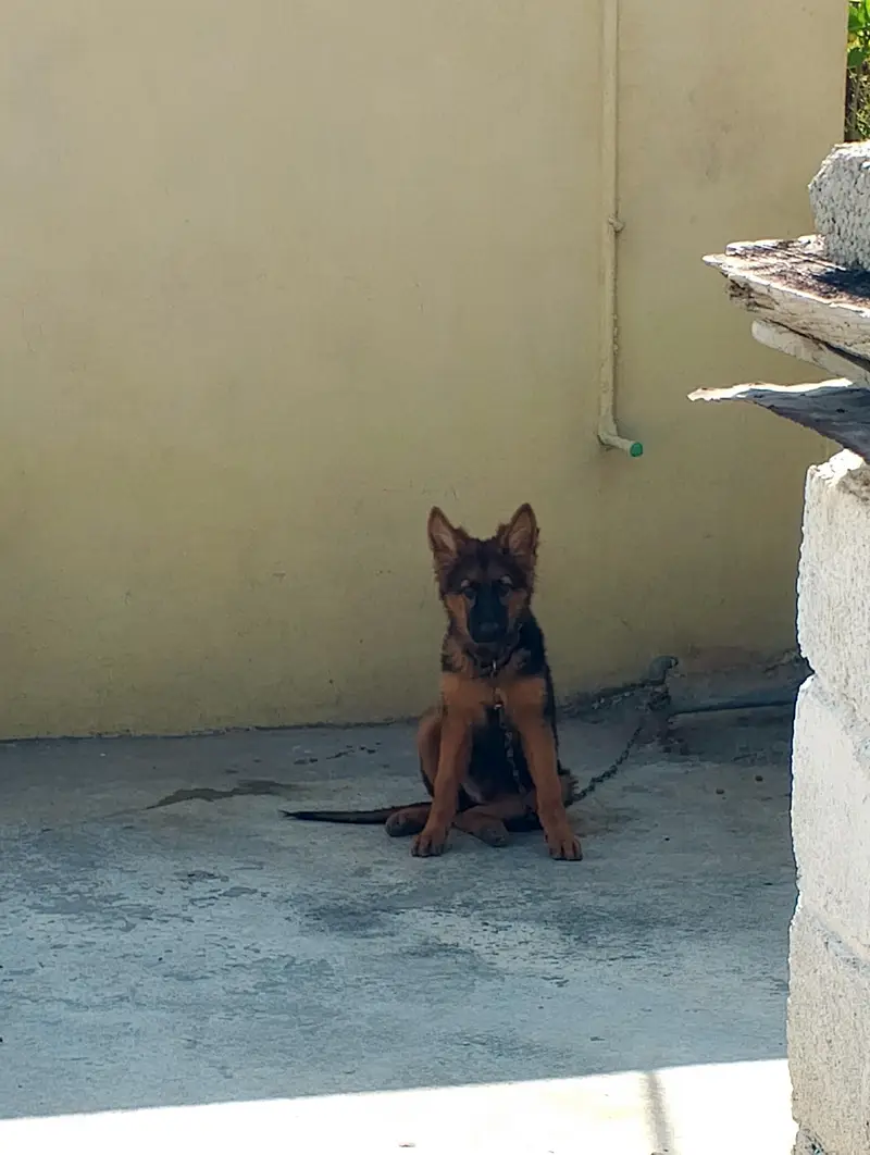 German shepherd puppy black and tan non Pedigree — photo 2