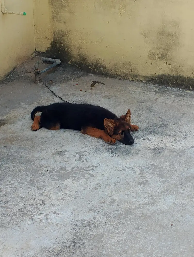 German shepherd puppy black and tan non Pedigree — photo 3