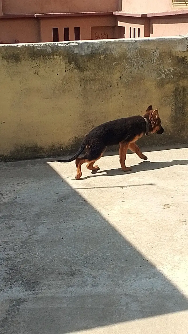 German shepherd puppy black and tan non Pedigree — photo 4