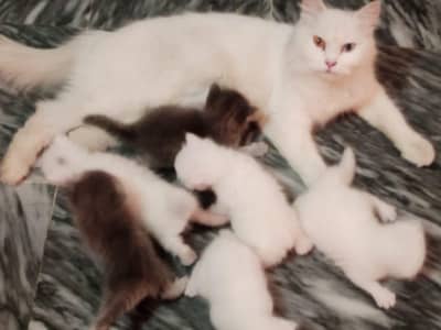 6 kittens with mother