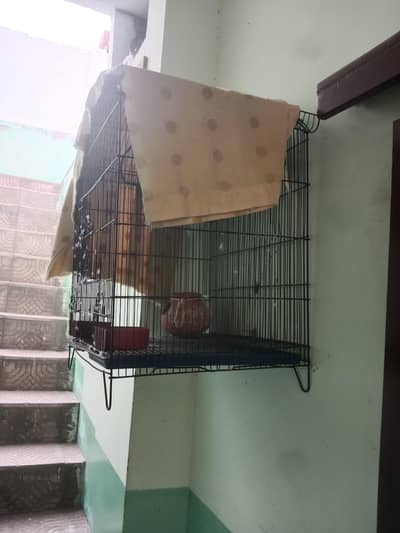 love birds parrots 3 with cage