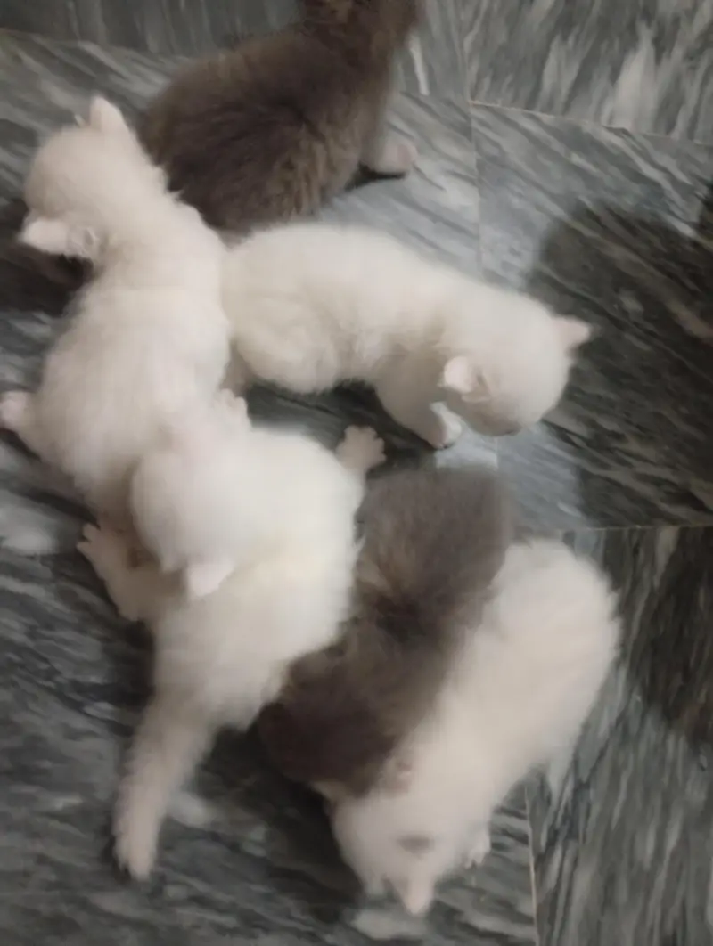 6 kittens with mother — photo 2