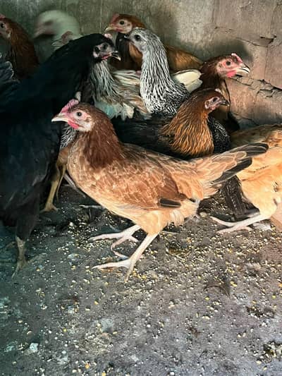 Golden misri 900 garam wali murghi available