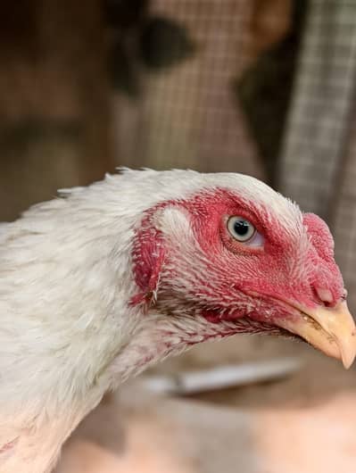shamo chick /white shamo chicks /german shamo chick /hens /chicks