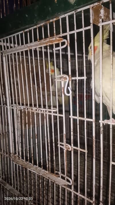 I need some money to sales birds