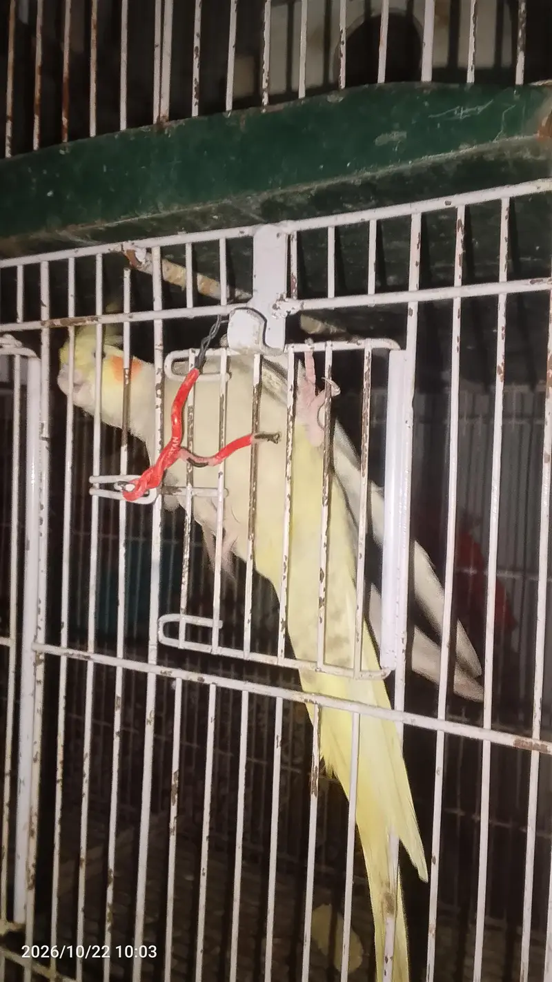 I need some money to sales birds — photo 2