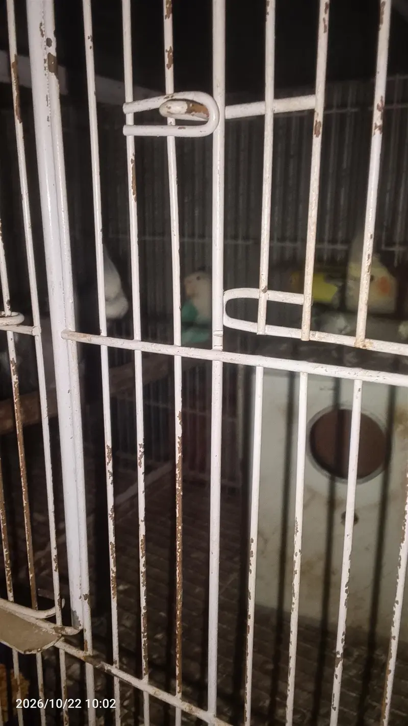 I need some money to sales birds — photo 3
