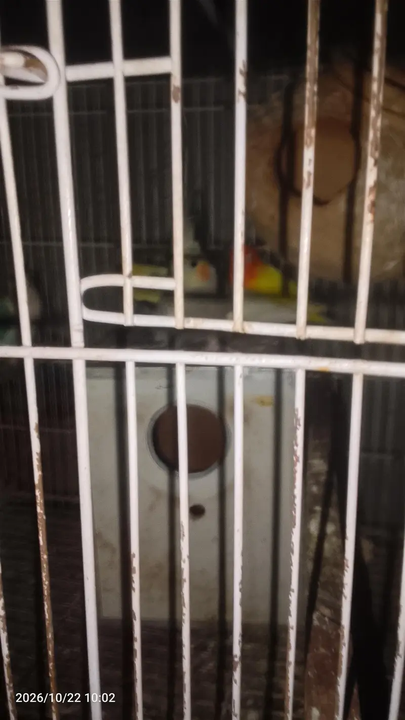 I need some money to sales birds — photo 4