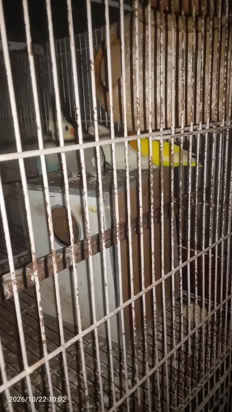 I need some money to sales birds — photo 5