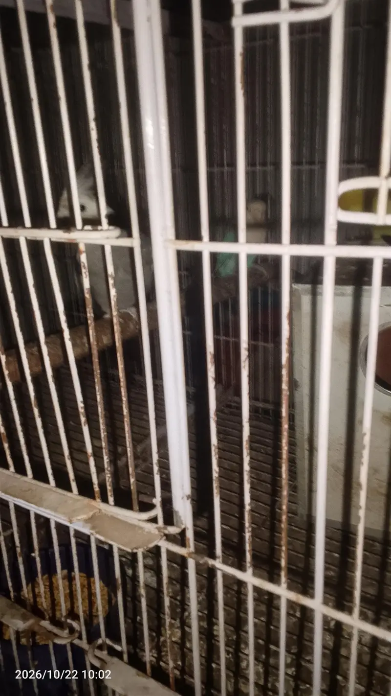 I need some money to sales birds — photo 6