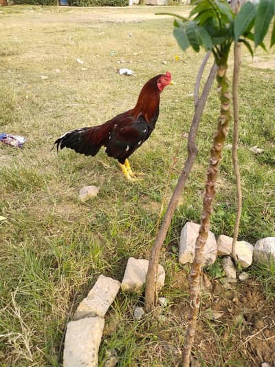 asel murgha