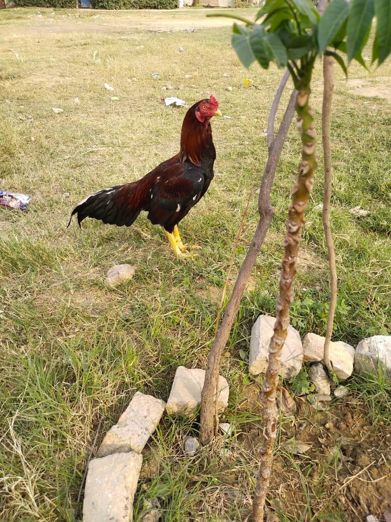 asel murgha 2