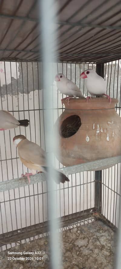 white Java Breeder pair