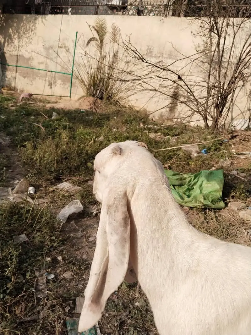 Black Beetal Cross Female Goat | 6 Months | Nasli Patti — photo 4