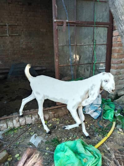 Beetal Cross maki Chna Female Goat |  7 Months | Nasli Patti