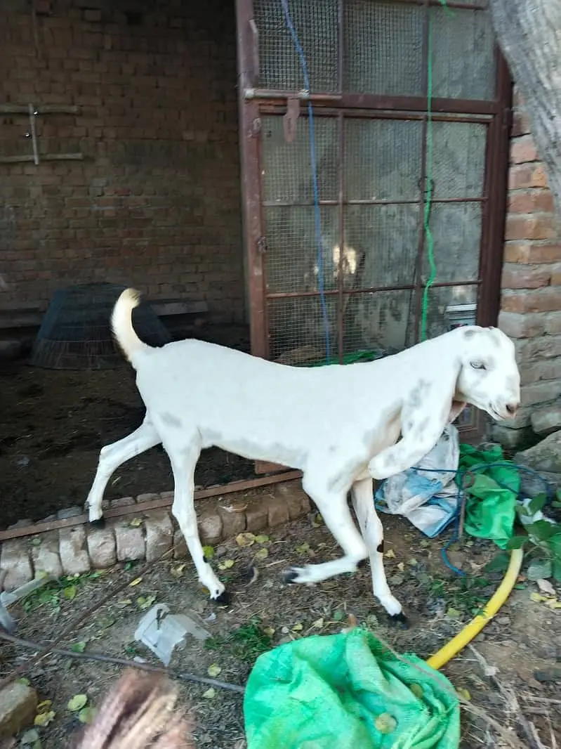 Black Beetal Cross Female Goat | 6 Months | Nasli Patti — photo 2