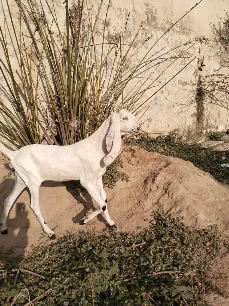 Black Beetal Cross Female Goat | 6 Months | Nasli Patti — photo 3