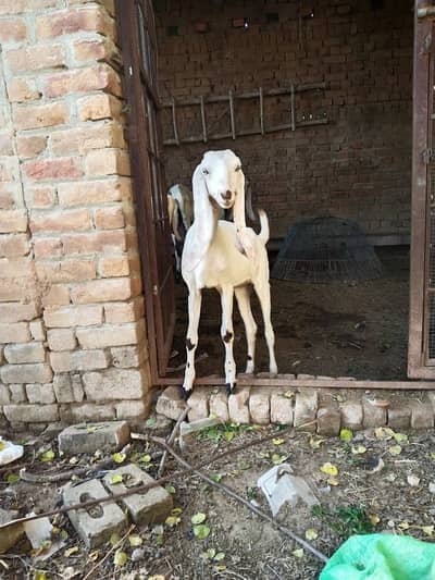 Black Beetal Cross Female Goat | 6 Months | Nasli Patti