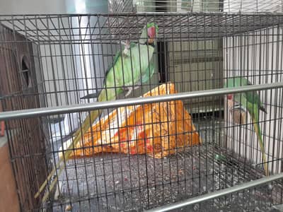 Raw parrot pair wild - Raw male - Raw female