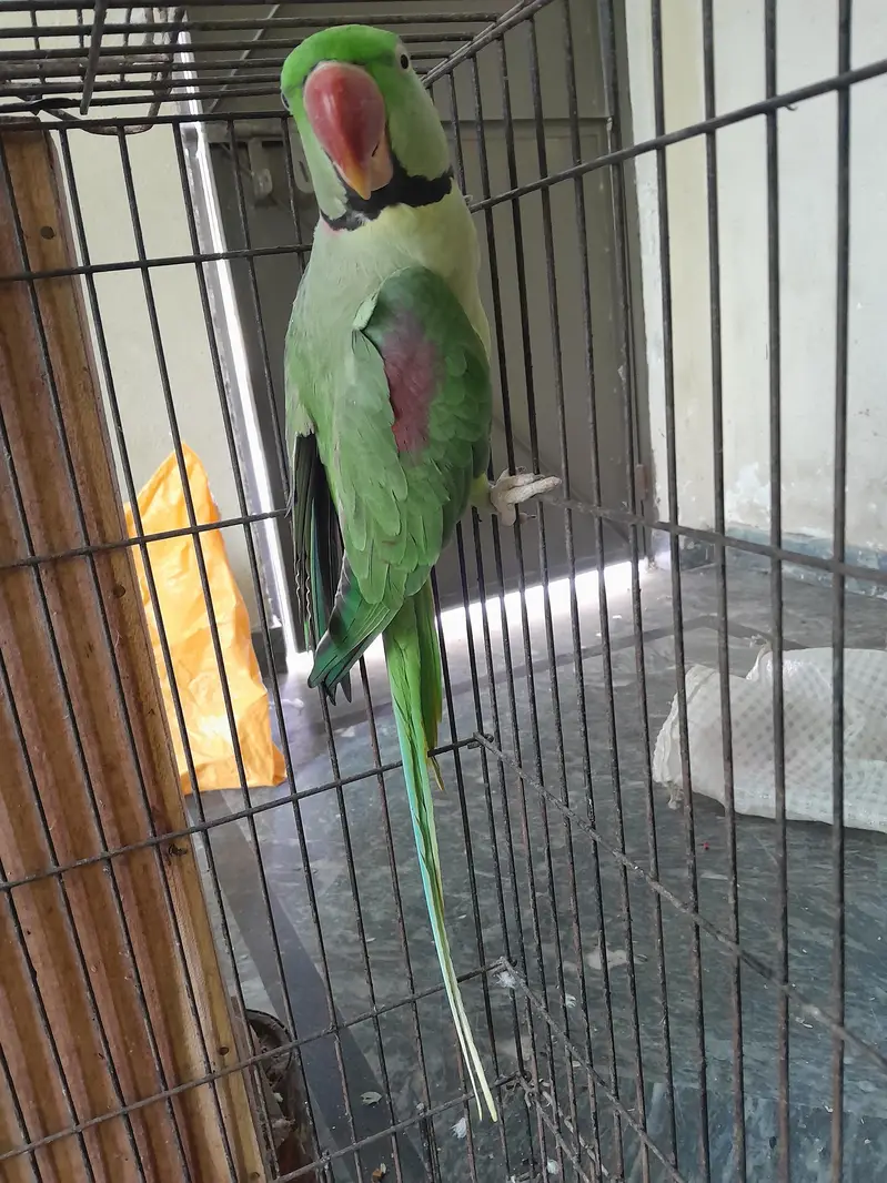 Raw parrot pair wild - Raw male - Raw female — photo 2