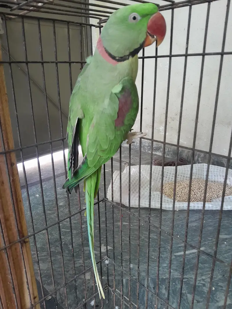 Raw parrot pair wild - Raw male - Raw female — photo 3