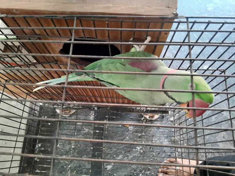 Raw parrot pair wild - Raw male - Raw female — photo 4