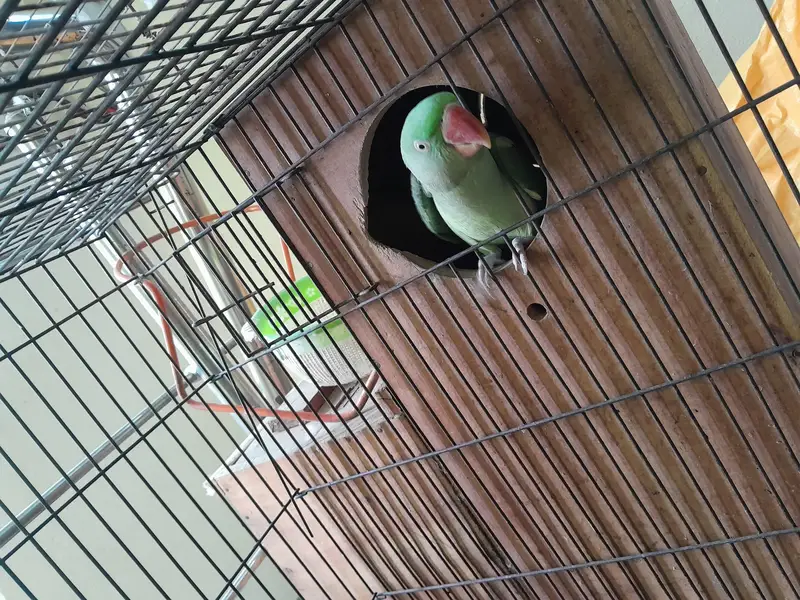 Raw parrot pair wild - Raw male - Raw female — photo 5