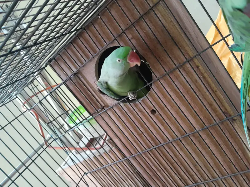 Raw parrot pair wild - Raw male - Raw female — photo 6