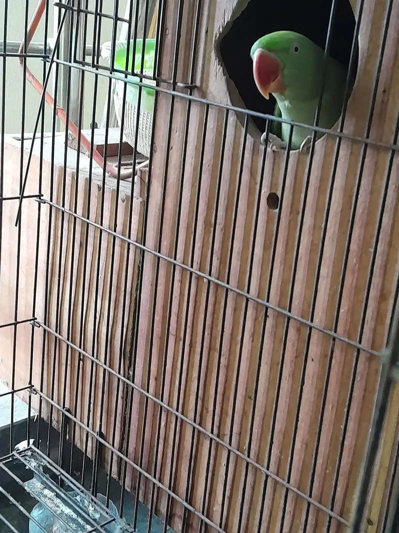 Raw parrot pair wild - Raw male - Raw female — photo 7