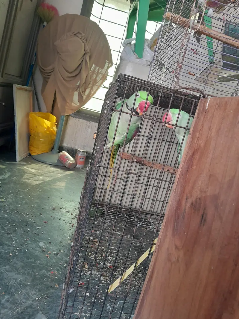 Raw parrot pair wild - Raw male - Raw female — photo 8
