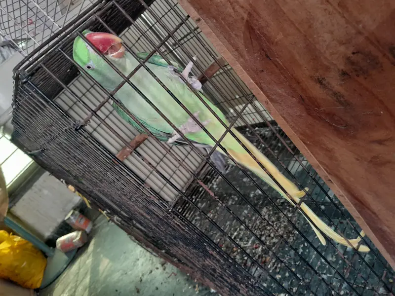 Raw parrot pair wild - Raw male - Raw female — photo 9
