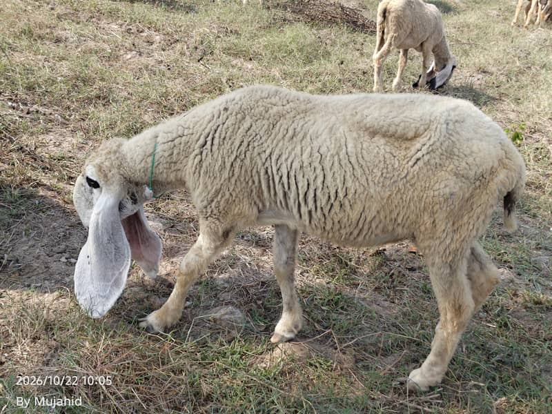 kajli sheep 0