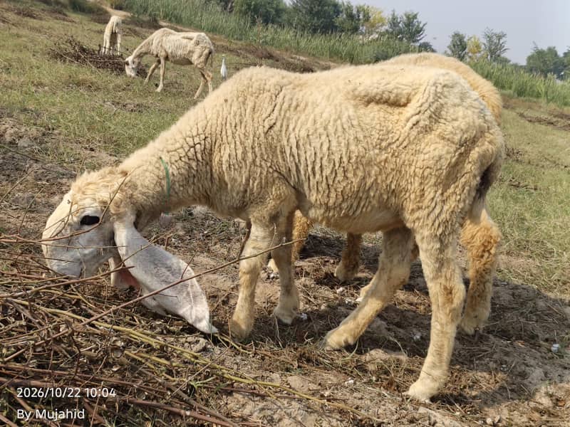 kajli sheep 1