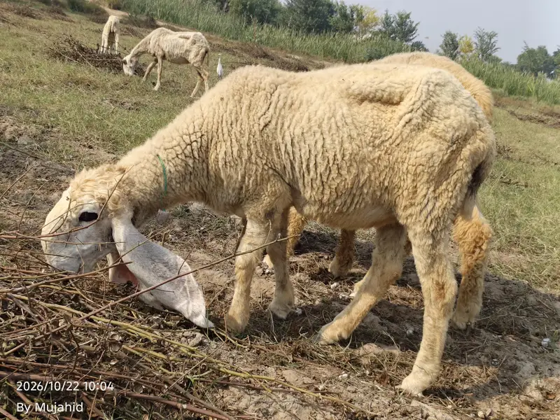 kajli sheep — photo 2