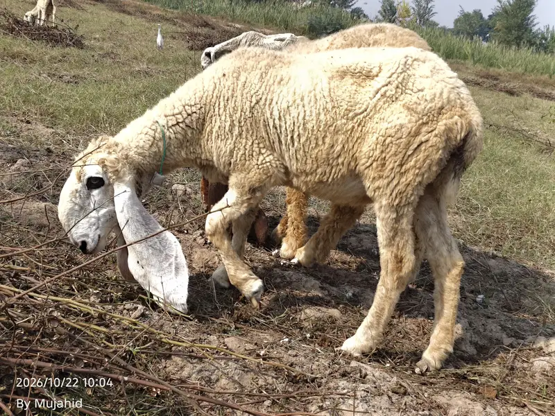 kajli sheep — photo 3