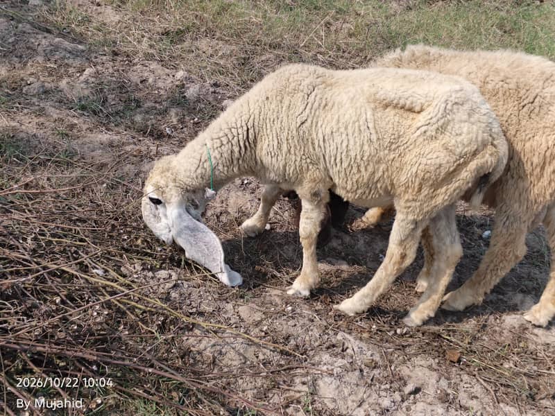 kajli sheep 3