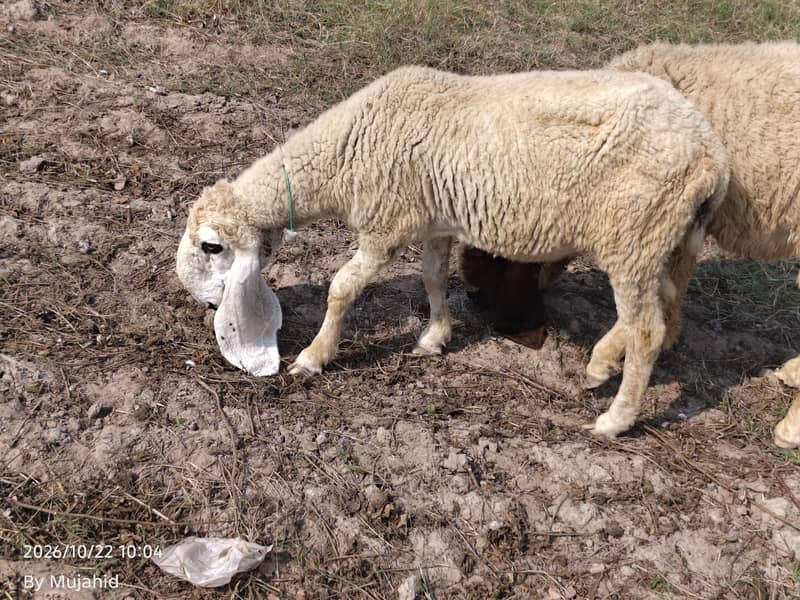 kajli sheep 4