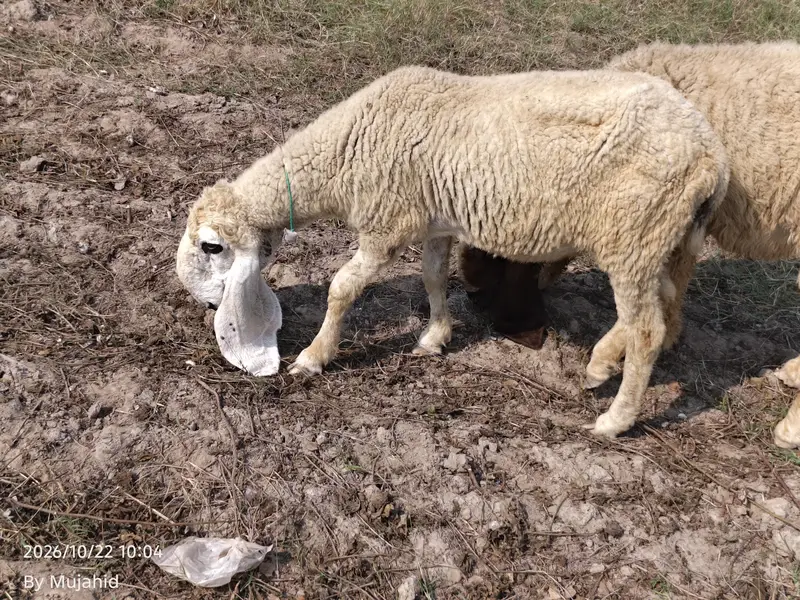 kajli sheep — photo 5