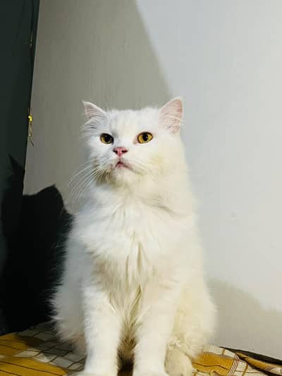 persian female cat available. guranteed breeder female. very reasonable