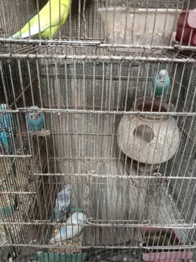 budgie