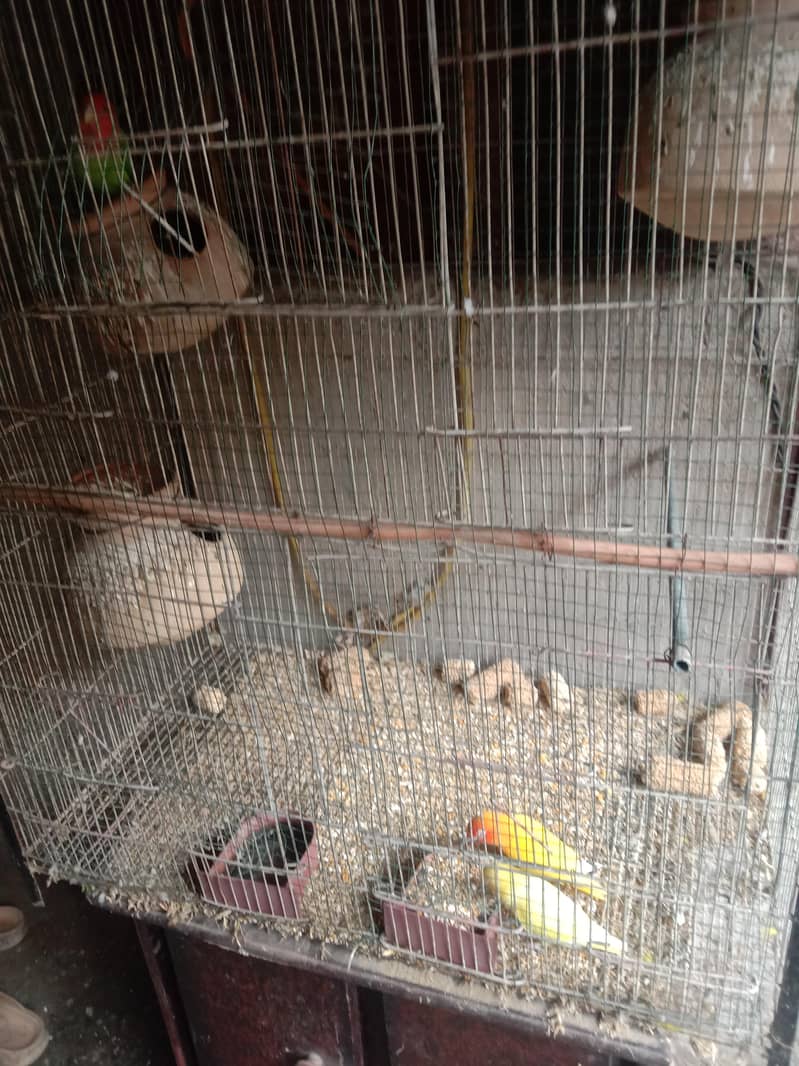 budgie 2