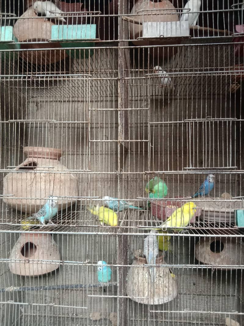 budgie 3