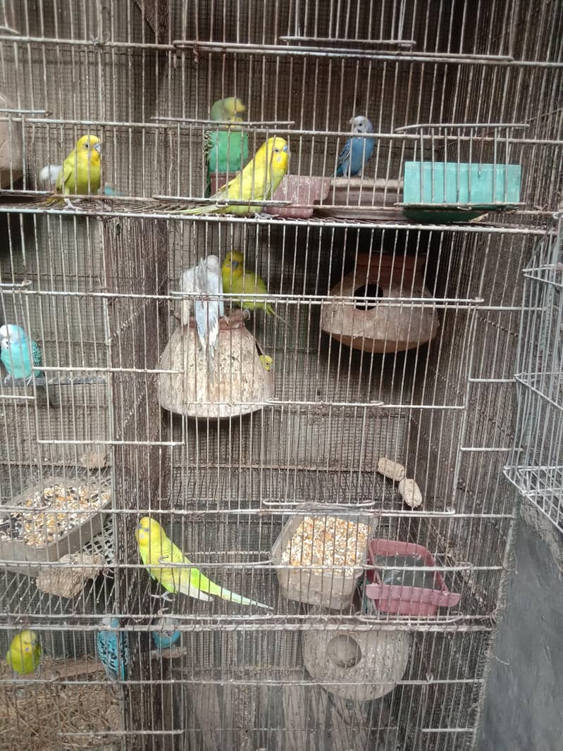 budgie 4