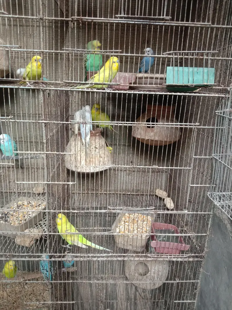 budgie — photo 5